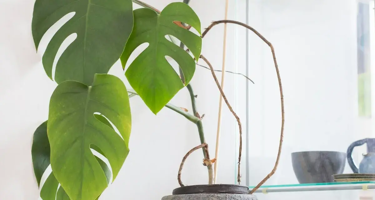 Monstera mit langen, braunen Luftwurzeln, die sich um den Topf schlängeln. Grüne Blätter mit charakteristischen Schlitzen.