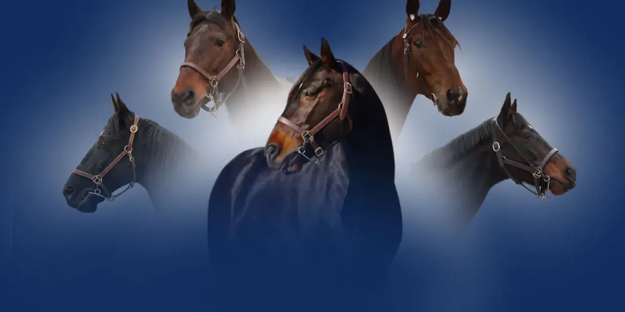 Cinq têtes de chevaux, dont un magnifique etalon cheval noir au premier plan, se détachent sur un fond bleu dégradé.