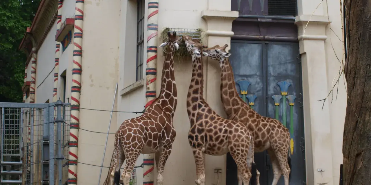 Trzy żyrafy jedzą siano przy budynku w kształcie egipskim. To może być największe zoo w Europie.