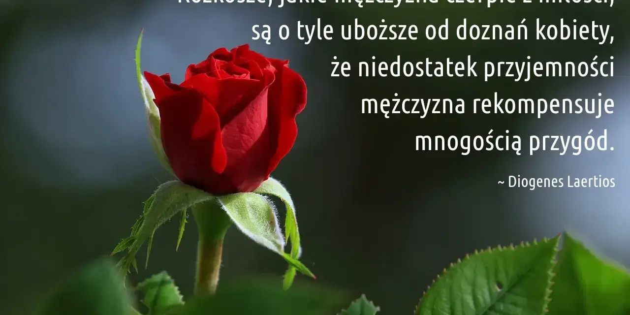 Czerwona róża i cytat o tym, jak mysla mezczyzni, że rekompensują sobie brak głębszych doznań miłosnych licznymi przygodami.