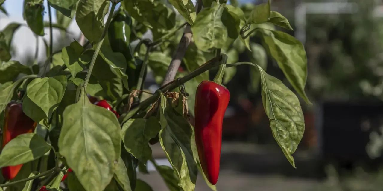 Röda och gröna chilis, Capsicum annuum, hänger mogna på en gren i solljus.