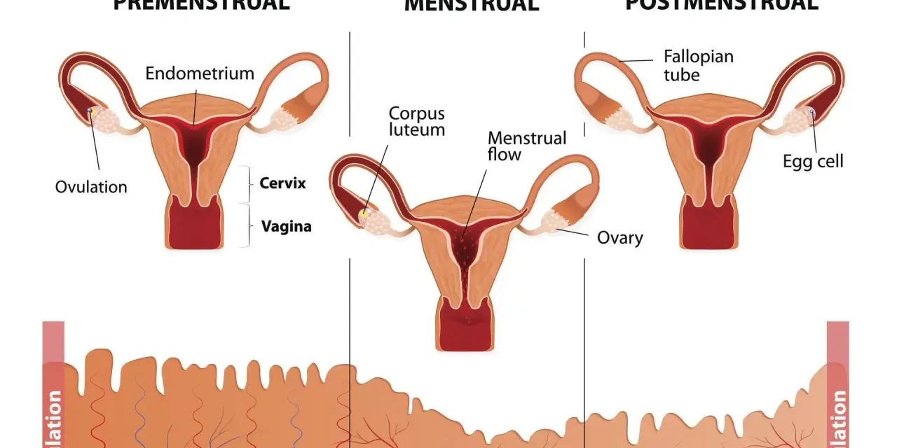 Cykl menstruacyjny: faza lutealna objawy. Pokazuje macicę, jajniki i zmiany w endometrium, związane z hormonami.