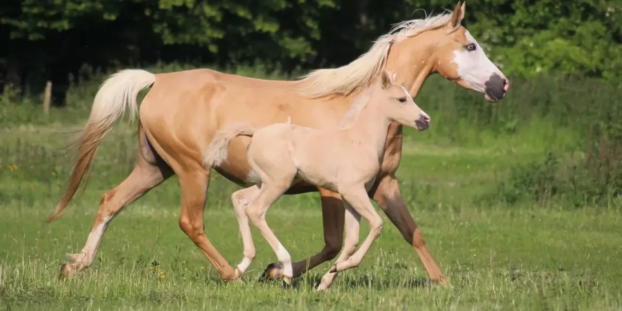 Une jument et son poulain, tous deux d'un magnifique pelage doré, galopent dans un pré verdoyant. Le poulain, un vrai demi-sang arabe, suit sa mère avec agilité.