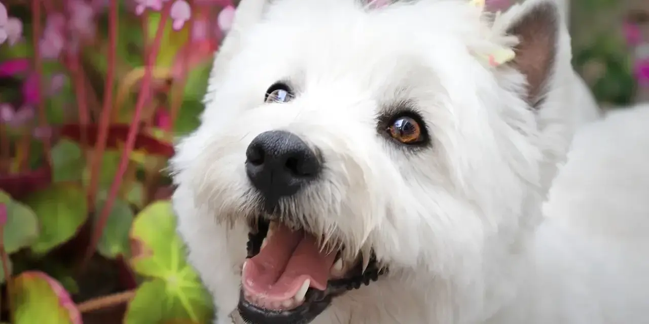Czy west highland white terrier gubi sierść? Oto prawda o pielęgnacji