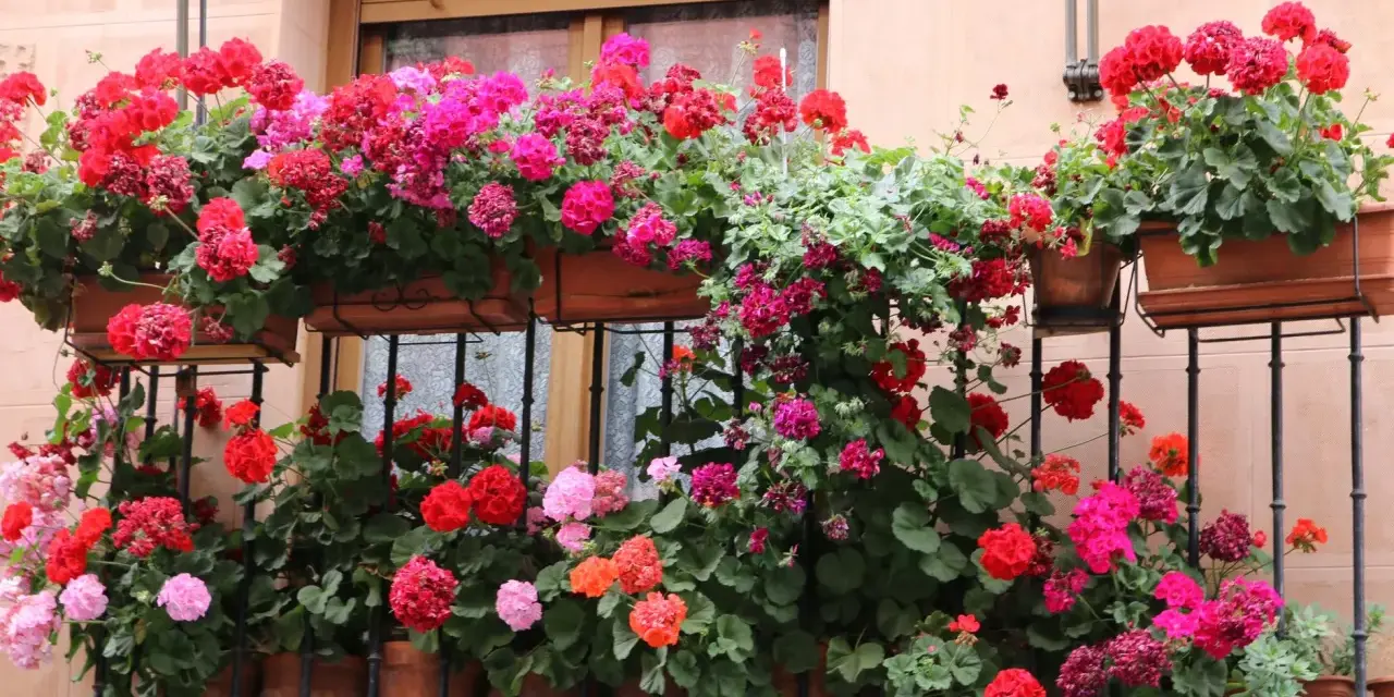 Balkon pełen kwitnących pelargonii w odcieniach czerwieni, różu i fuksji. Kwiaty tworzą barwną kaskadę na tle okna.