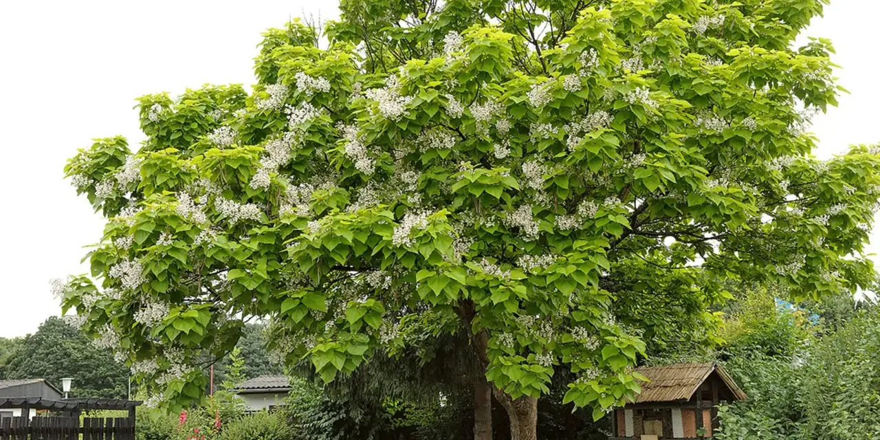 Ein blühender Baum, der wie ein frisch gepflanztes Wunder aussieht, mit weißen Blüten und grünen Blättern.