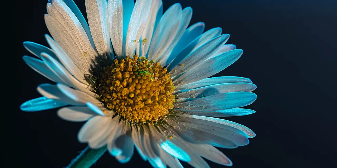 Pétales de marguerite baignés de lumière bleue, une idée photo créative pour capturer la beauté éphémère.