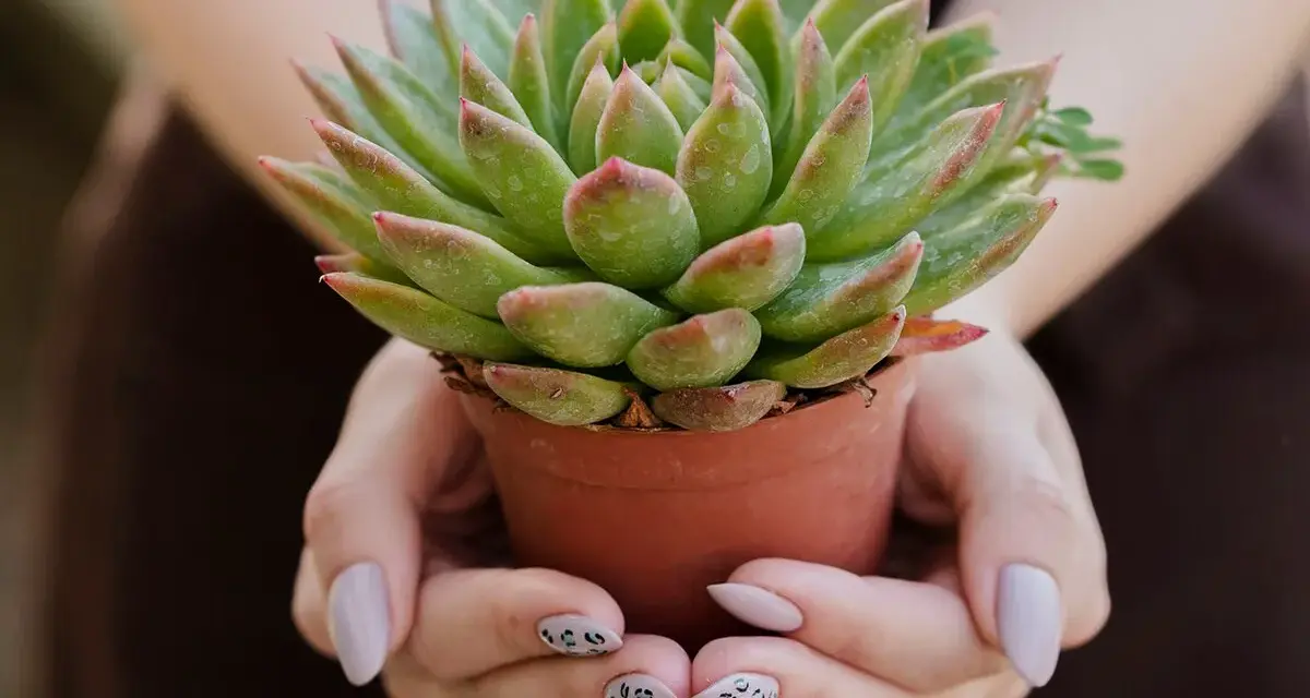 Manos sostienen una maceta con una hermosa planta crasa verde y rosada.