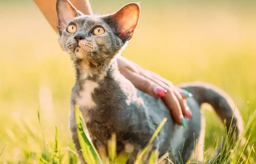 Czarny Devon Rex – niezwykły kot o wyjątkowym charakterze i pielęgnacji
