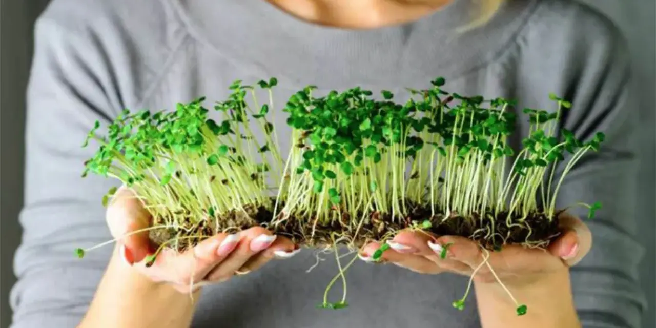 Manos sostienen brotes verdes recién germinados. Un ejemplo perfecto de como germinar semillas para tener alimentos frescos.