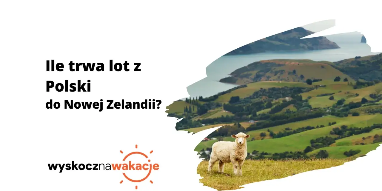 Ile się leci do Nowej Zelandii? Owca na tle zielonych wzgórz i zatoki.