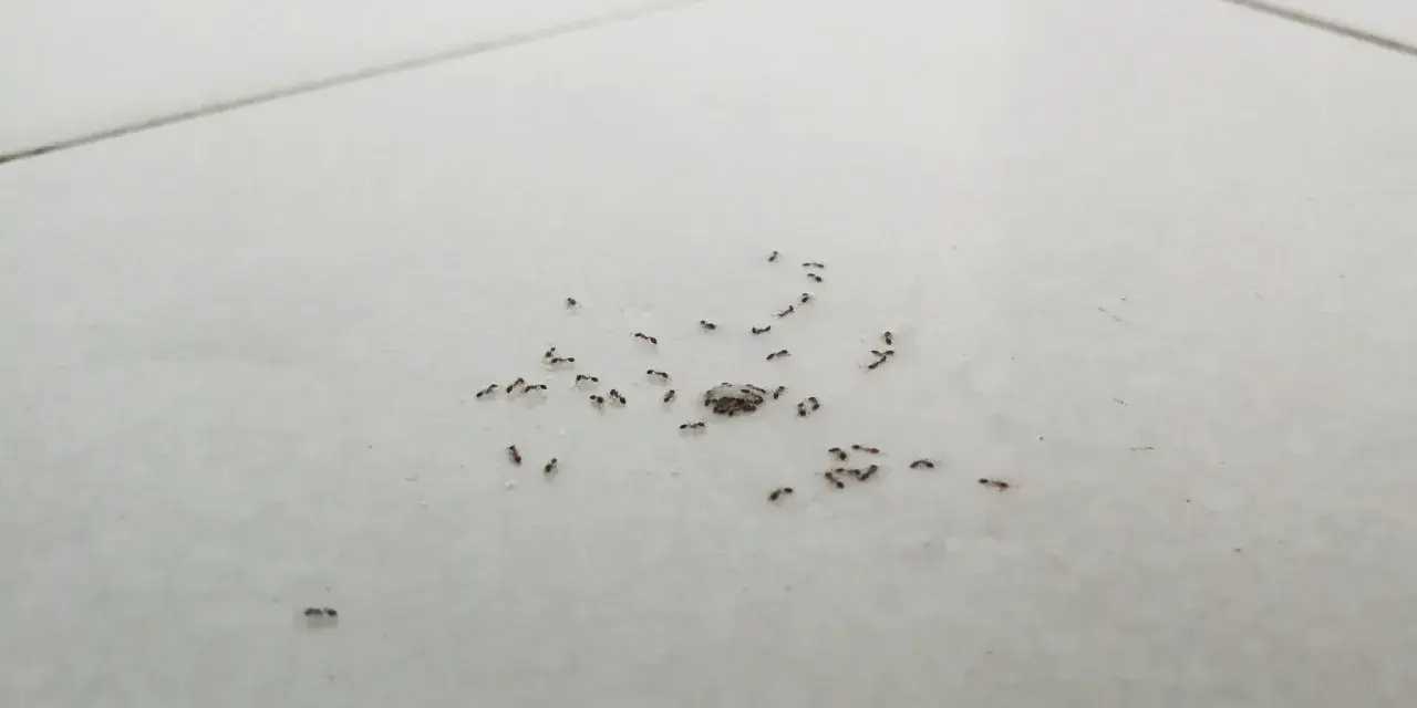 Un grupo de hormigas muy pequeñas se mueve sobre baldosas blancas, algunas juntas, otras dispersas.