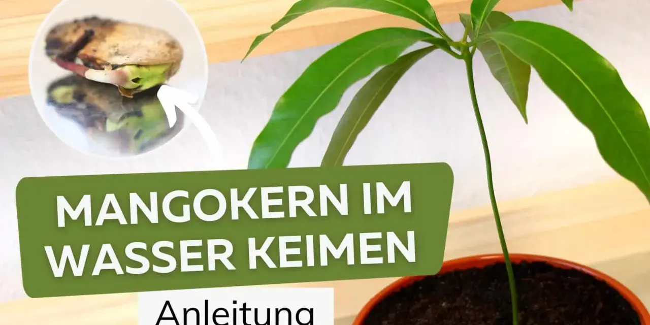Ein Keimling wächst aus einem Mangokern, der im Wasser keimt. Anleitung zum Mangokern einpflanzen.
