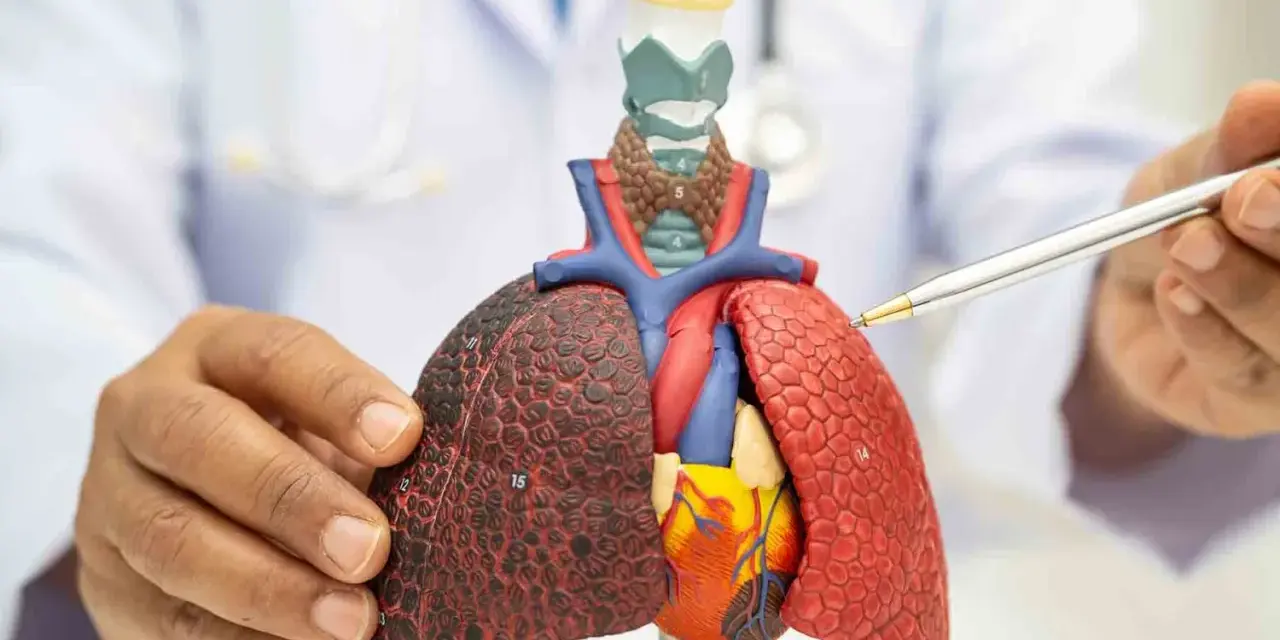 Un médico señala un modelo de pulmones y corazón, mostrando los efectos del vapeo en los pulmones de vapeador.