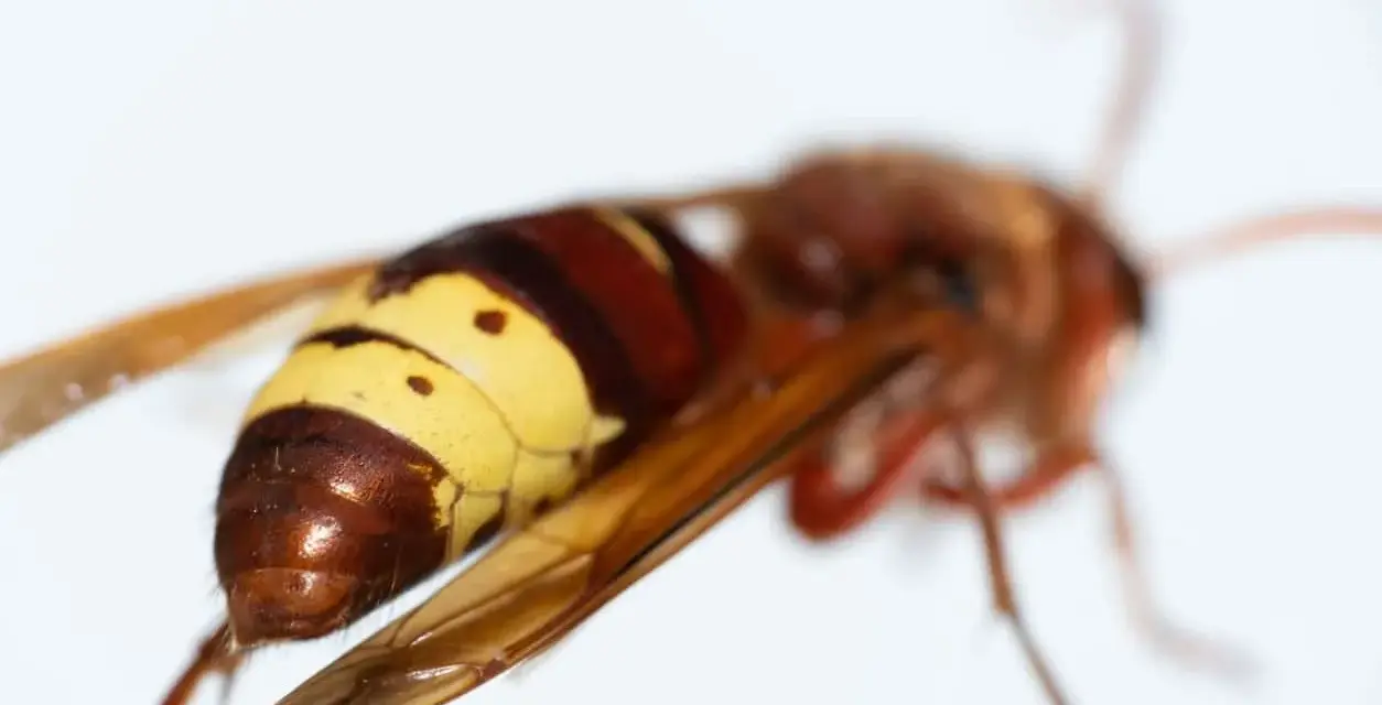Avispas protegidas, con su abdomen anillado en amarillo y marrón, alas translúcidas y cuerpo peludo, son criaturas fascinantes.