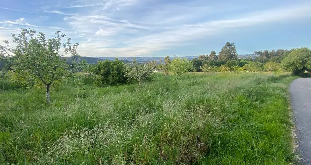 Prado verde con árboles y colinas al fondo, ideal para rutas de senderismo en Betanzos.