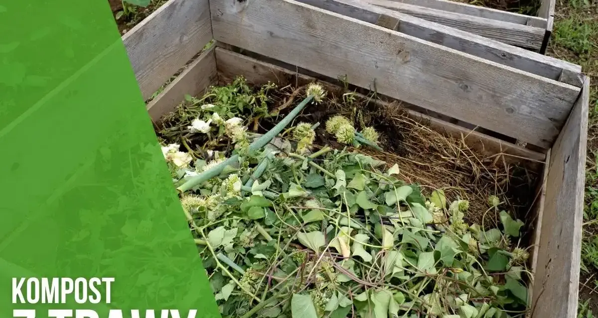 Drewniana kompostownia wypełniona zielonymi resztkami roślin, tworząca kompost z trawy.