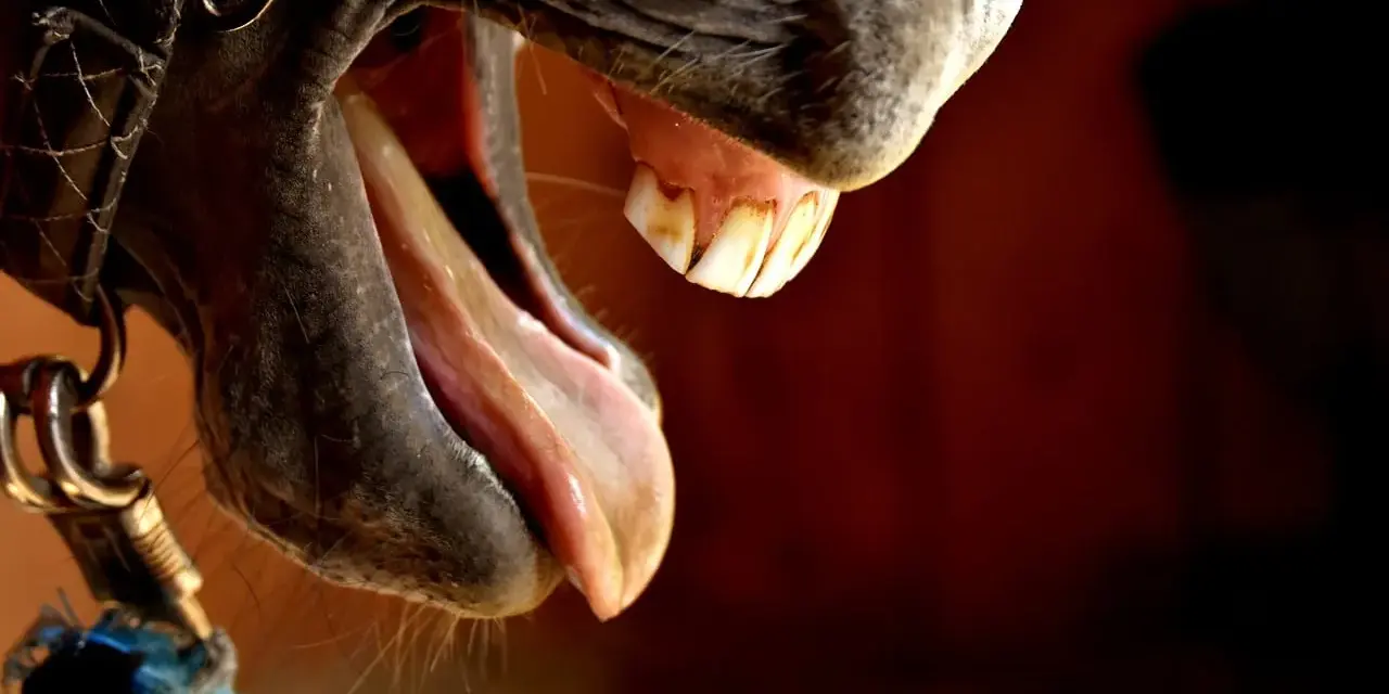Gros plan sur la bouche ouverte d'un cheval, révélant sa langue rose et ses dents, dont une dent de lait cheval.