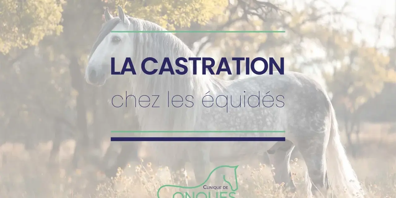 Un magnifique cheval gris se tient dans un champ. Le texte "LA CASTRATION chez les équidés" est superposé.