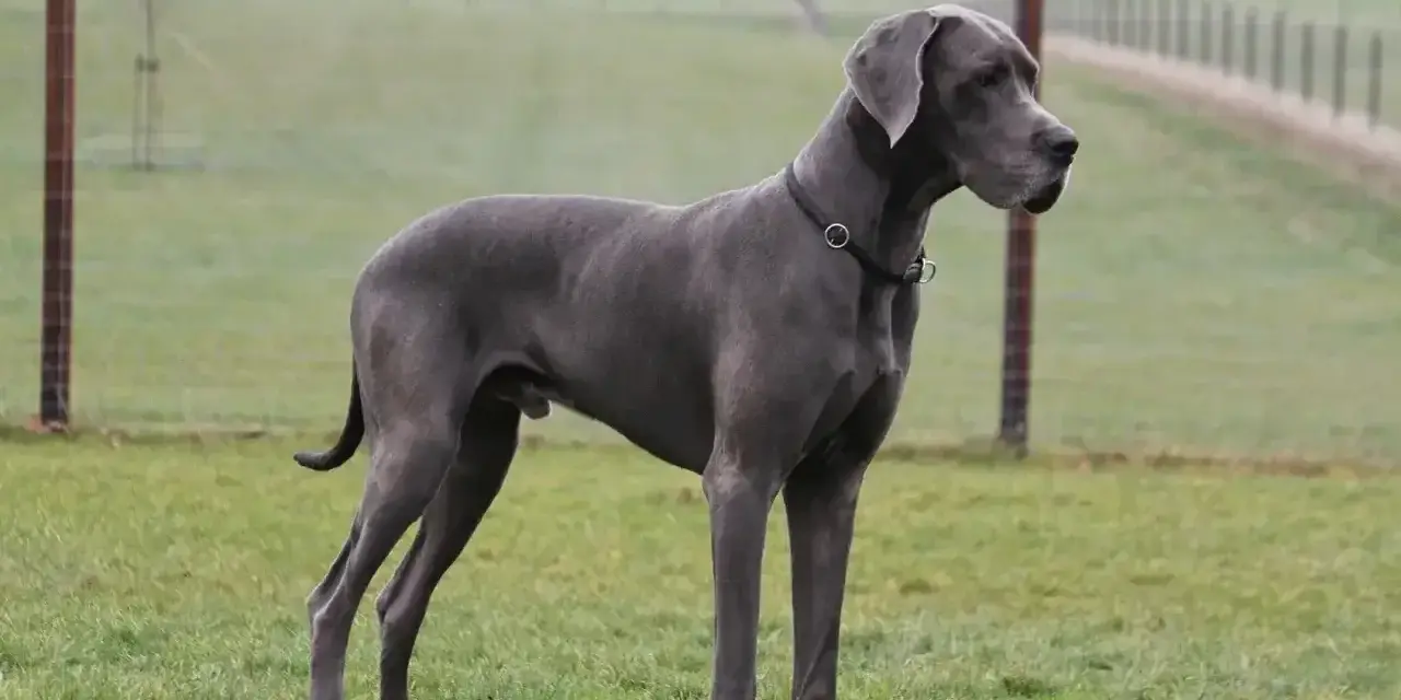 Szary dog niemiecki, imponująca waga i sylwetka, stoi na zielonej łące.