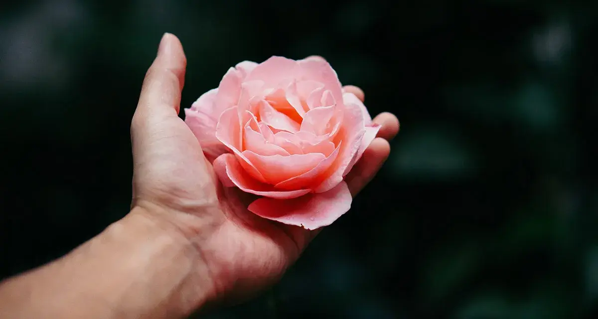 Una mano sostiene una rosa rosa pálido, perfecta para saber que flor regalar a una mujer.