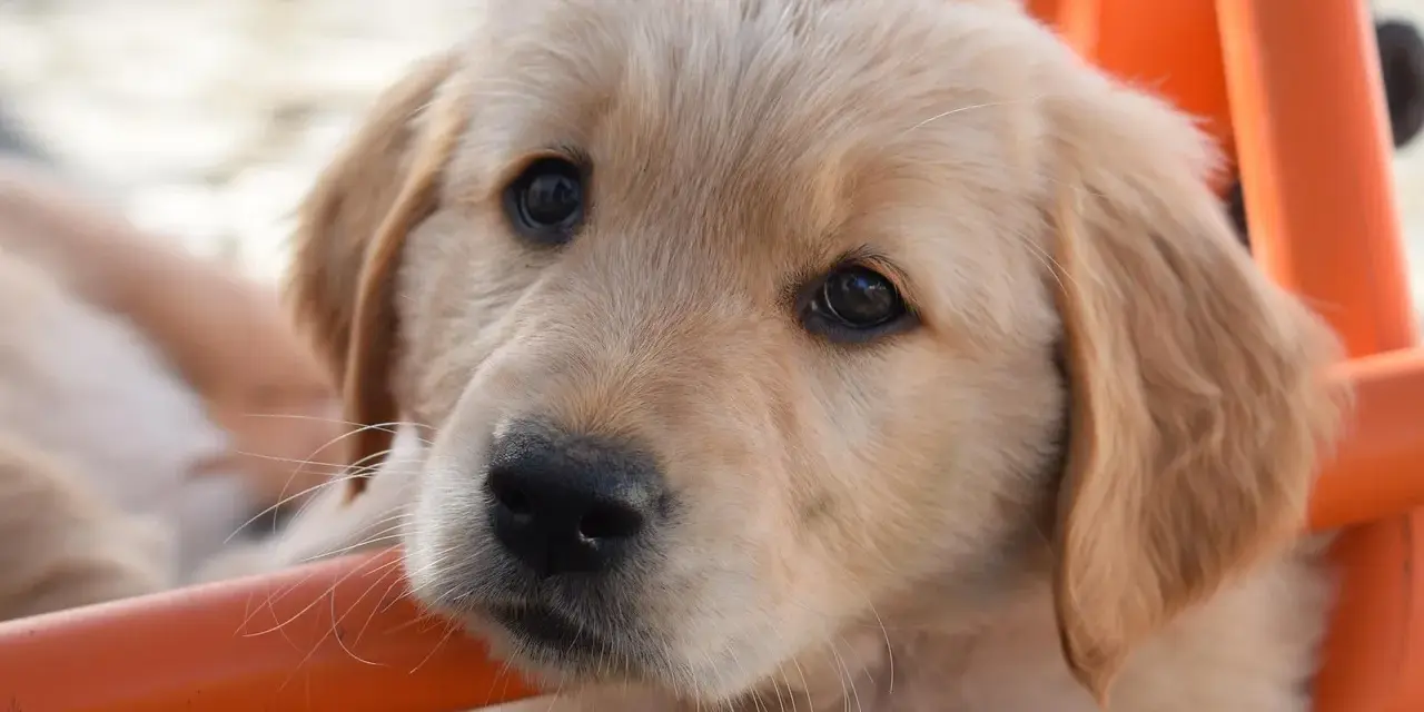 Żywienie szczeniaka Golden Retrievera: Klucz do zdrowych stawów