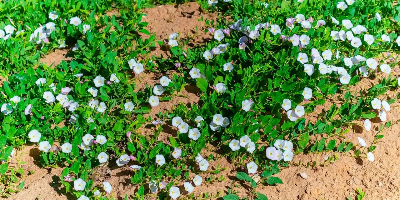 Åkervinda, en invasiv växt, sprider sig snabbt med sina vita blommor över den torra jorden.