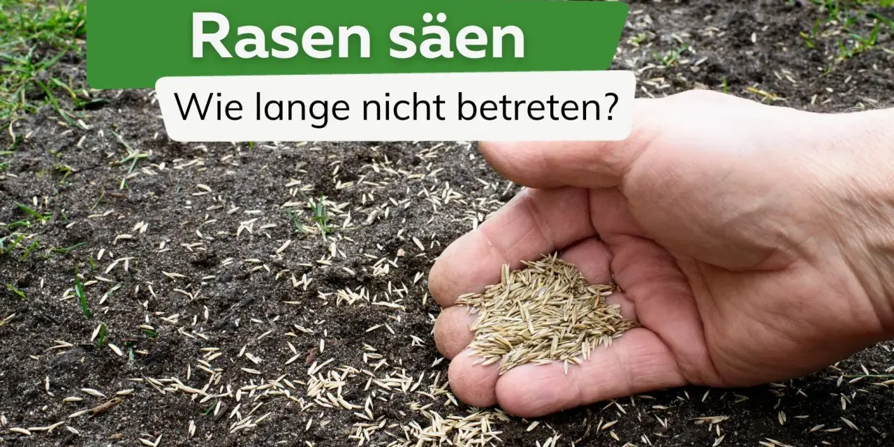 Rasen säen: Wie lange nicht betreten? Eine Hand hält Rasensamen über frisch gesäte Erde, auf der bereits erste grüne Halme sprießen.