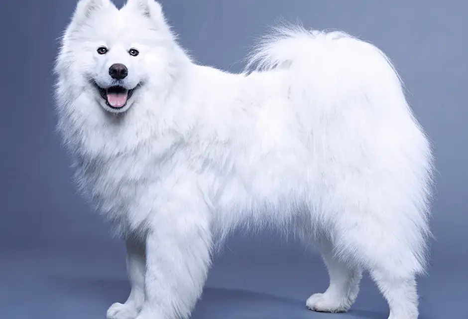 Samojed ma włosy czy sierść? Odkryj prawdę o jego futrze