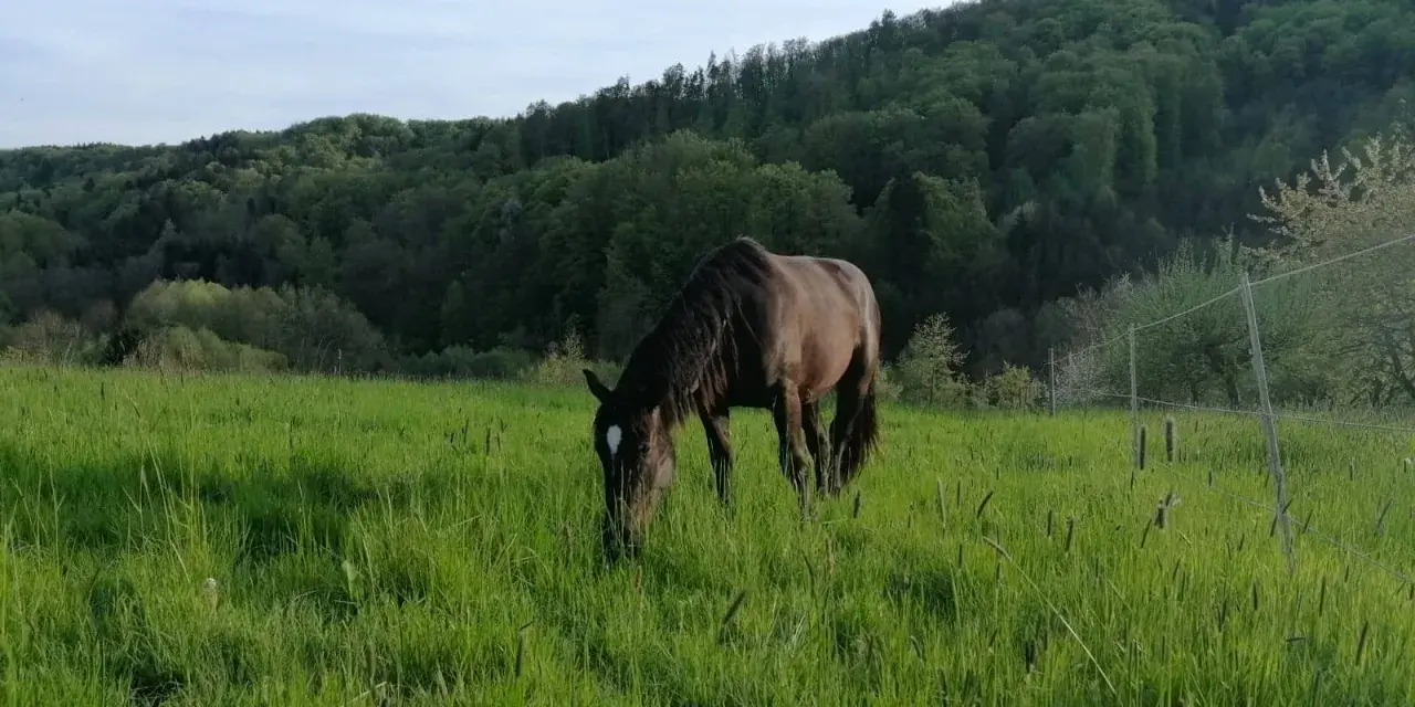 Un cheval brun broute dans une prairie verdoyante. Le moment idéal pour penser à quand semer prairie chevaux, avec des collines boisées en arrière-plan.
