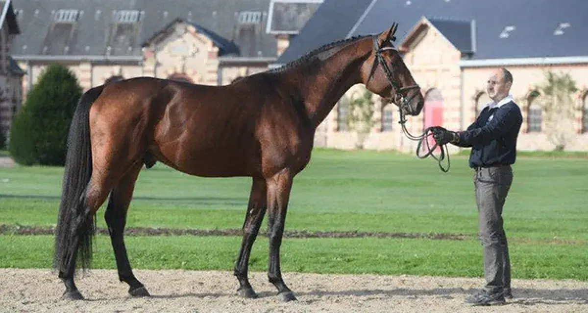 Un magnifique cheval bai, digne d'el diarado d'euskadi, se tient fièrement devant un homme, dans un cadre champêtre.
