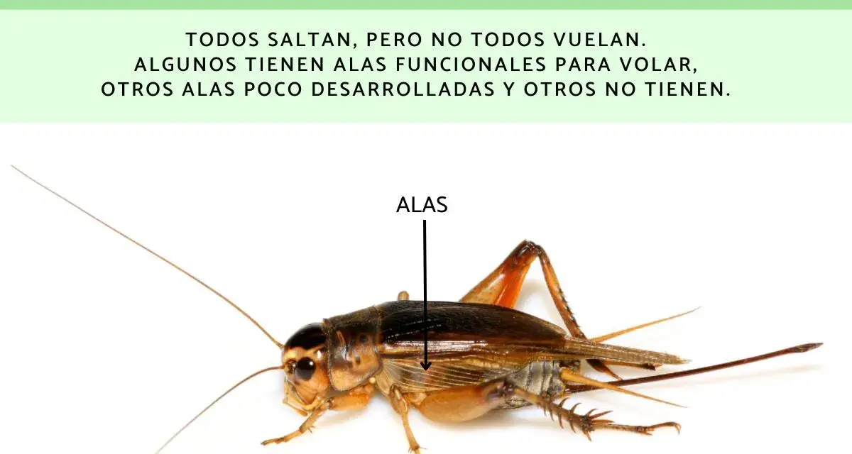 Un grillo con alas funcionales. No todos los grillos vuelan, algunos tienen alas poco desarrolladas.