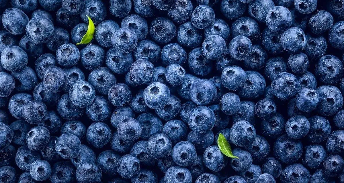 Mnóstwo soczystych borówek amerykańskich, idealnych na zdrową przekąskę. Niska zawartość kcal sprawia, że to świetny wybór.