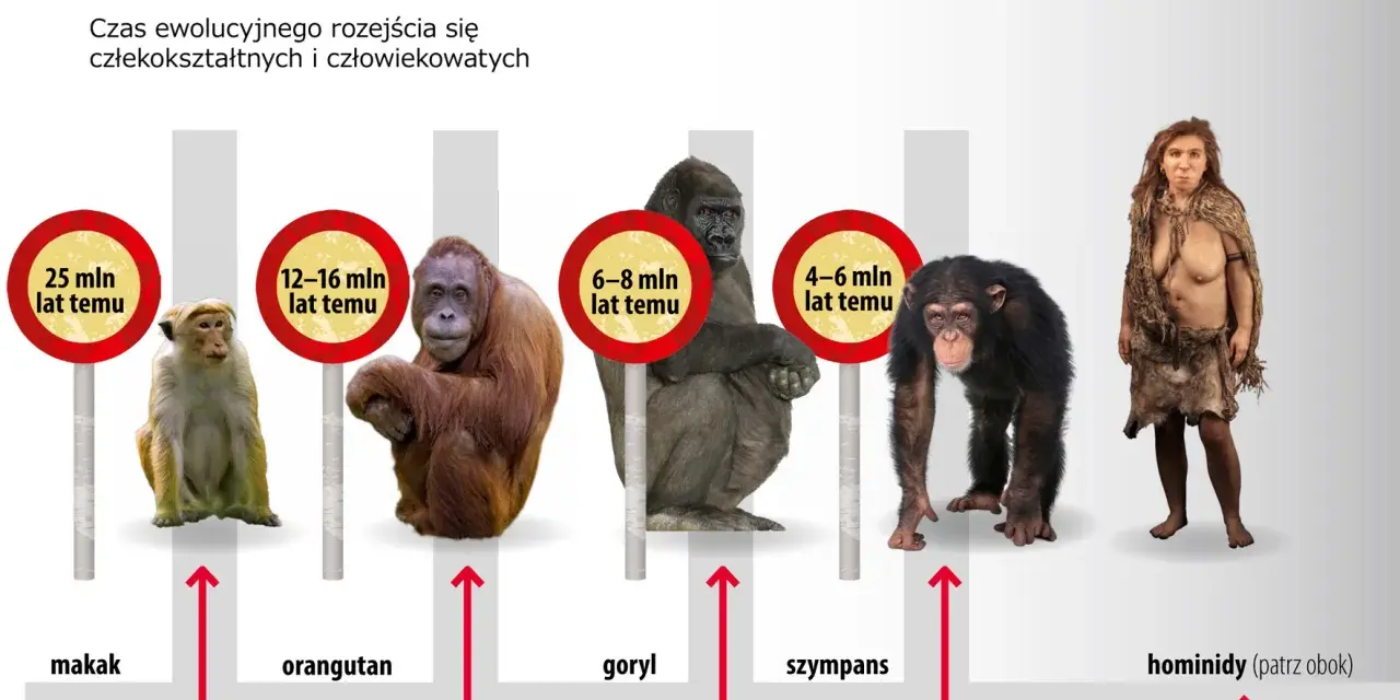 Ewolucja od makaka do hominidów. Obraz pokazuje rozchodzenie się dróg ewolucyjnych od wspólnych przodków, ukazując kolejno makaka, orangutana, goryla, szympansa i wreszcie pierwsi ludzie.