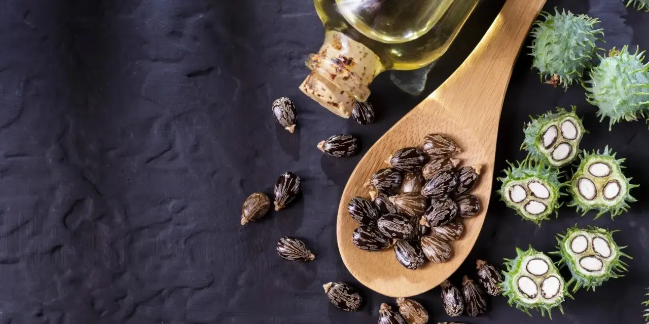 Semi di ricino e olio di ricino spalmato sulla pancia per un rimedio naturale.