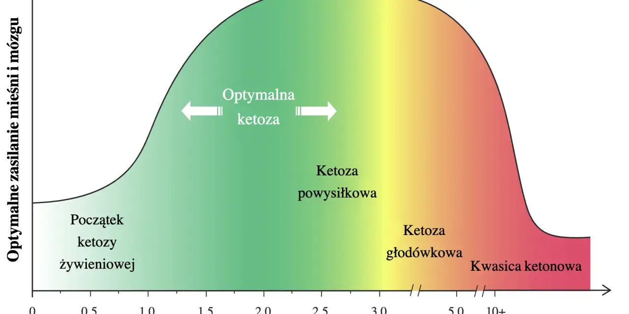 Wykres pokazuje optymalne zasilanie mięśni i mózgu w zależności od poziomu ketonów we krwi. Od początku ketozy żywieniowej, przez ketoza powysiłkową i głodówkową, aż do kwasicy ketonowej.