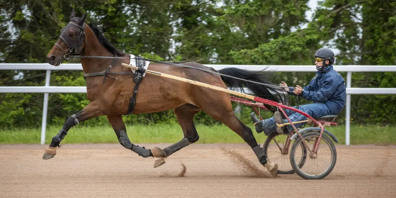 Un cavalier français en action, menant un cheval au trot sur une piste sablonneuse, entouré de verdure.