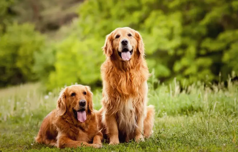 Golden Retriever: czy to naprawdę rasa duża czy średnia?
