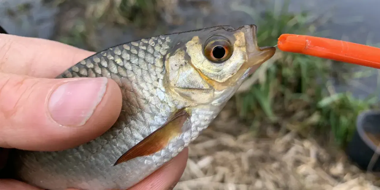 Ein kleiner Fisch wird mit einer Stipprute gefangen. Die Montage ist gut zu erkennen, wie der Fisch den Köder nimmt.