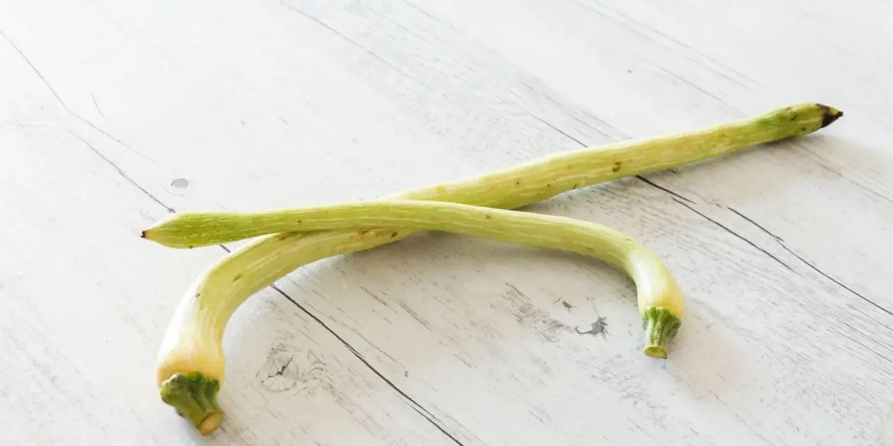 Due zucchine trombetta, perfette per gustose ricette estive, adagiate su un tavolo di legno chiaro.