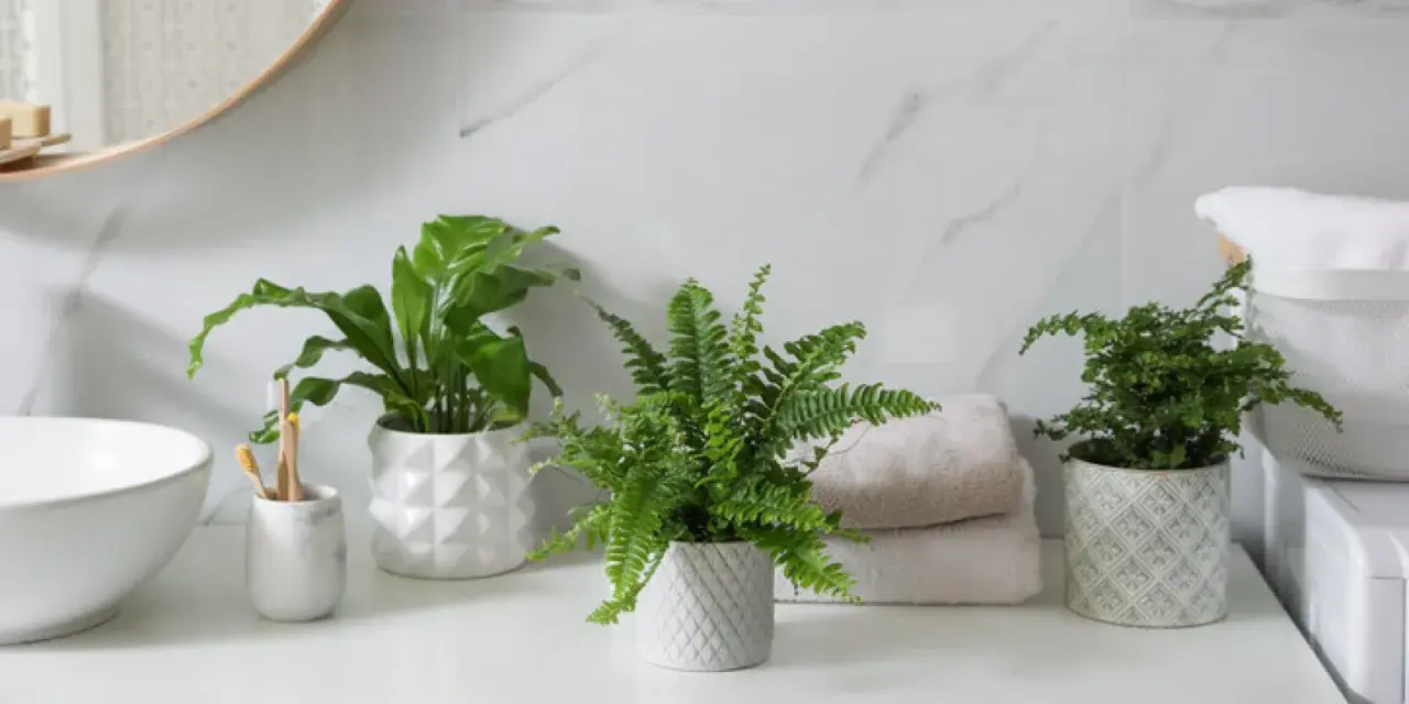 Tres plantas para el baño, un helecho frondoso y una planta de hoja ancha, aportan frescura y vida a la encimera junto al lavabo.