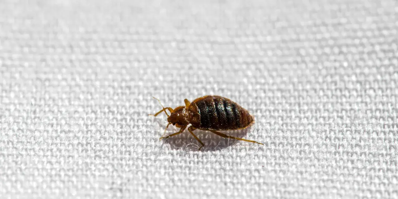 Un diminuto insecto marrón, un chinches, camina sobre la tela blanca de un colchón.