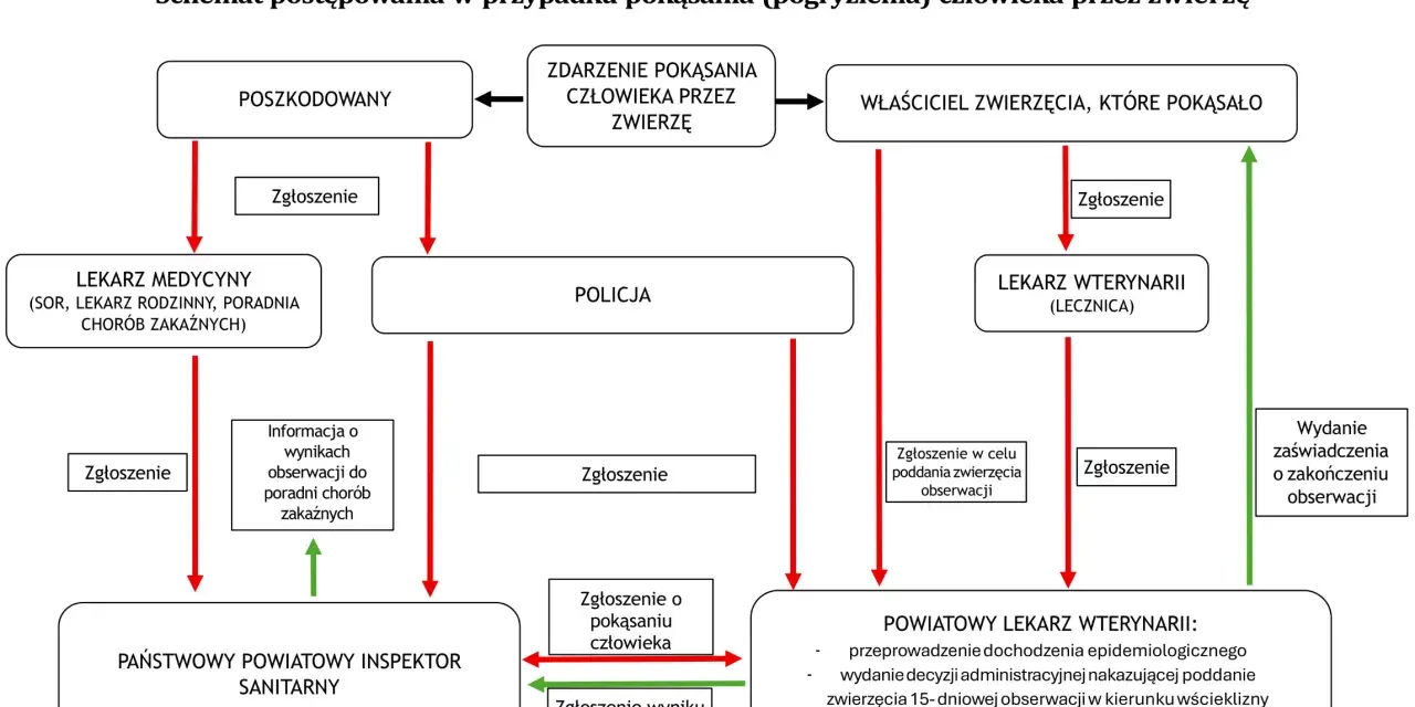Schemat postępowania po pogryzieniu przez zwierzę, wskazujący na konieczność zgłoszenia i obserwacji zwierzęcia w celu wykluczenia wścieklizny.