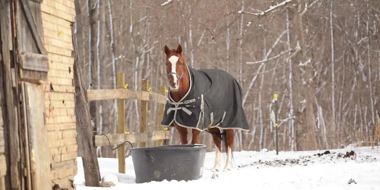 Un cheval qui transpire au repos en hiver, couvert d'une couverture, se tient près d'un abreuvoir dans la neige.