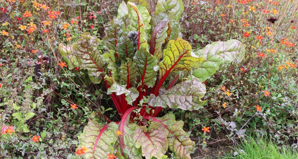 Mangold mit roten Stielen und grünen Blättern wächst neben kleinen orangefarbenen Blüten. Sie sind gute Nachbarn im Garten.