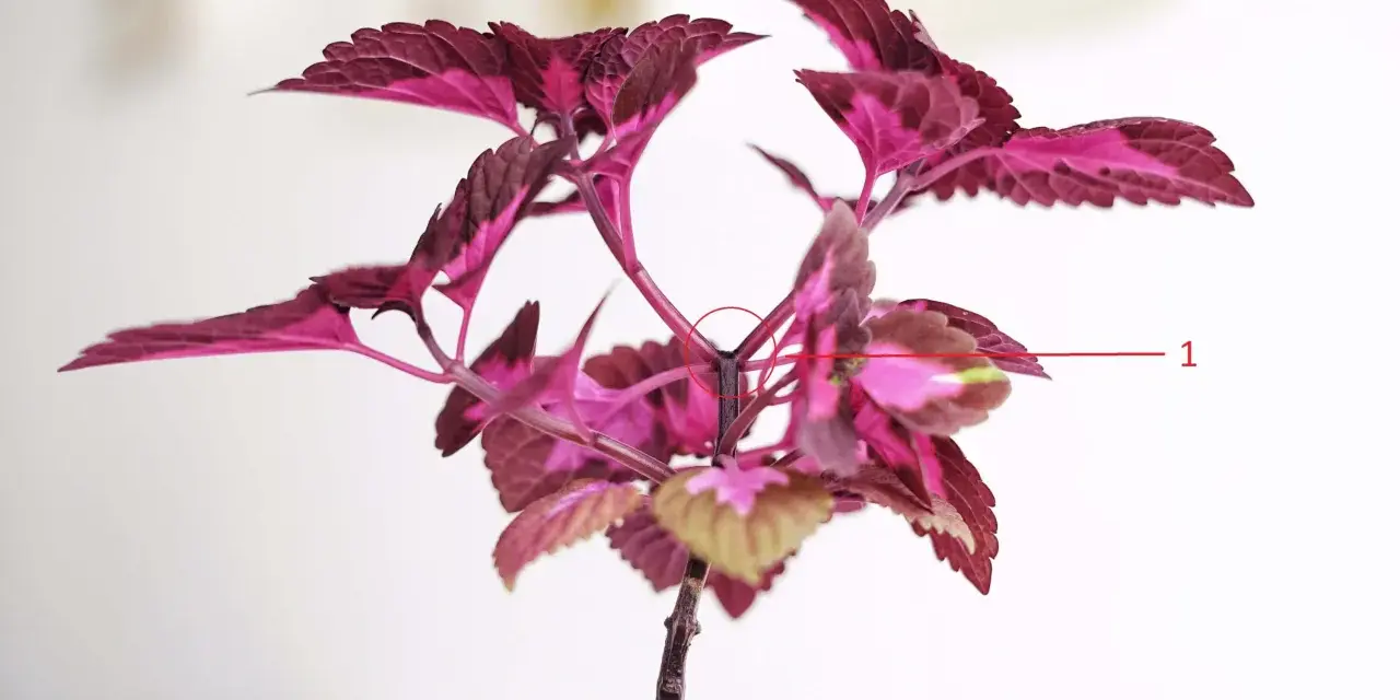 En vacker palettblomma med mörklila och rosa blad. En röd cirkel markerar var man ska toppa palettblad för att få en buskigare planta.