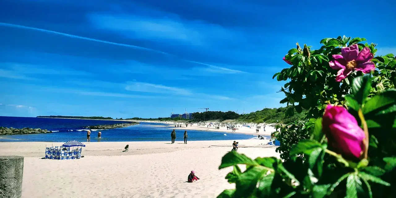 Słoneczne wakacje nad Bałtykiem. Piękny, błękitny dzień na piaszczystej plaży z kwitnącym dzikim różem w tle.