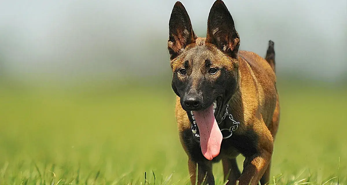 Malinois z językiem na wierzchu, gotowy do biegu. Sprawdź malinois cena, jeśli szukasz psa tej rasy.