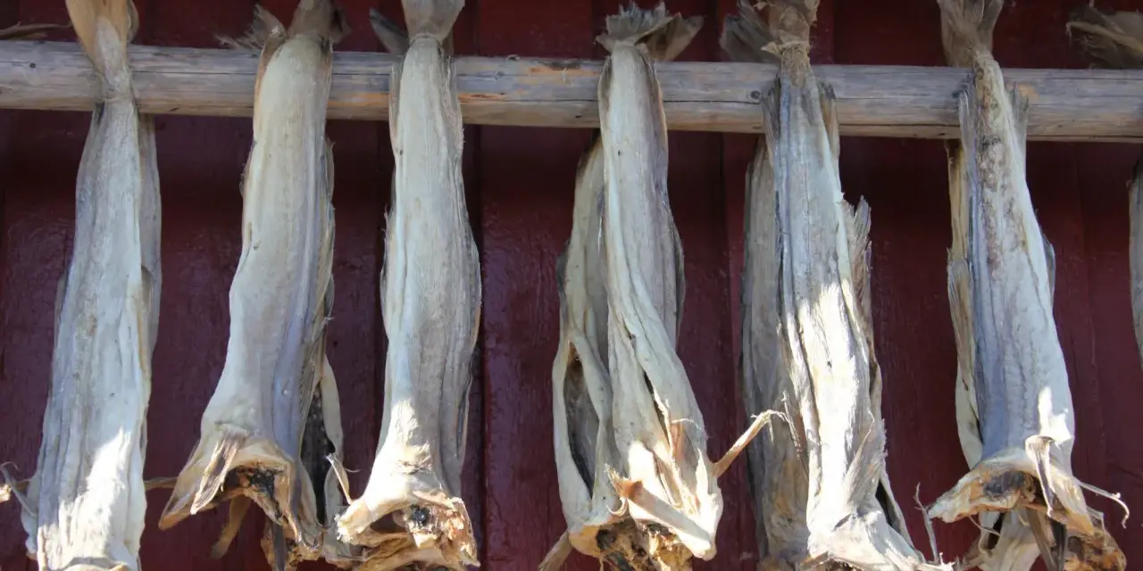 Getrockneter Fisch hängt an einem Holzgestell vor einer roten Wand. Ein traditionelles Gericht, das auch bei den Wikingern beliebt war: Wikinger essen.