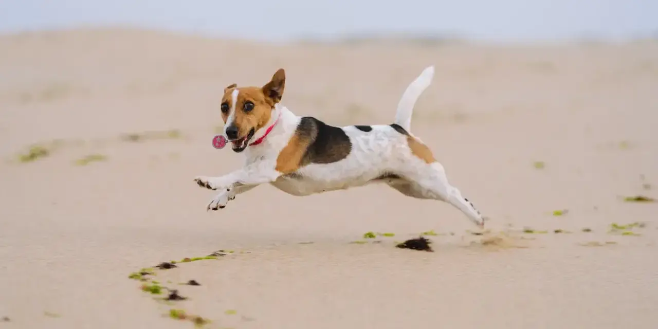 Radosny jack russell terrier w skoku na plaży, z obrożą i zawieszką. Zastanawiasz się nad jack russell terrier cena?